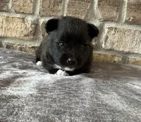 Pup Dakota , a male Pomeranian and Pomsky for sale in Stringer, MS – 1 of 6