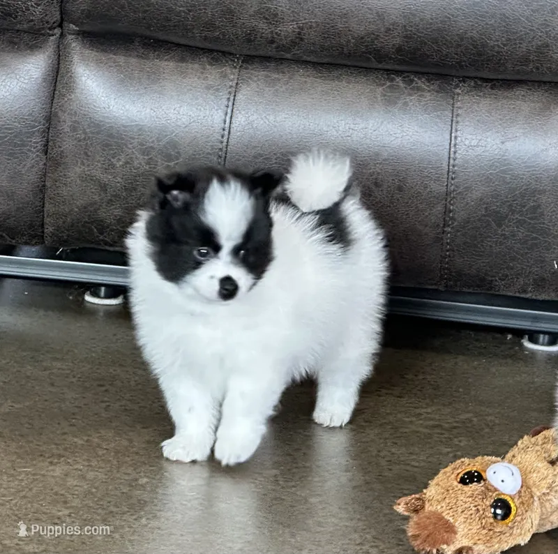 Zorro  – Pomsky puppy for sale in Stringer, MS
