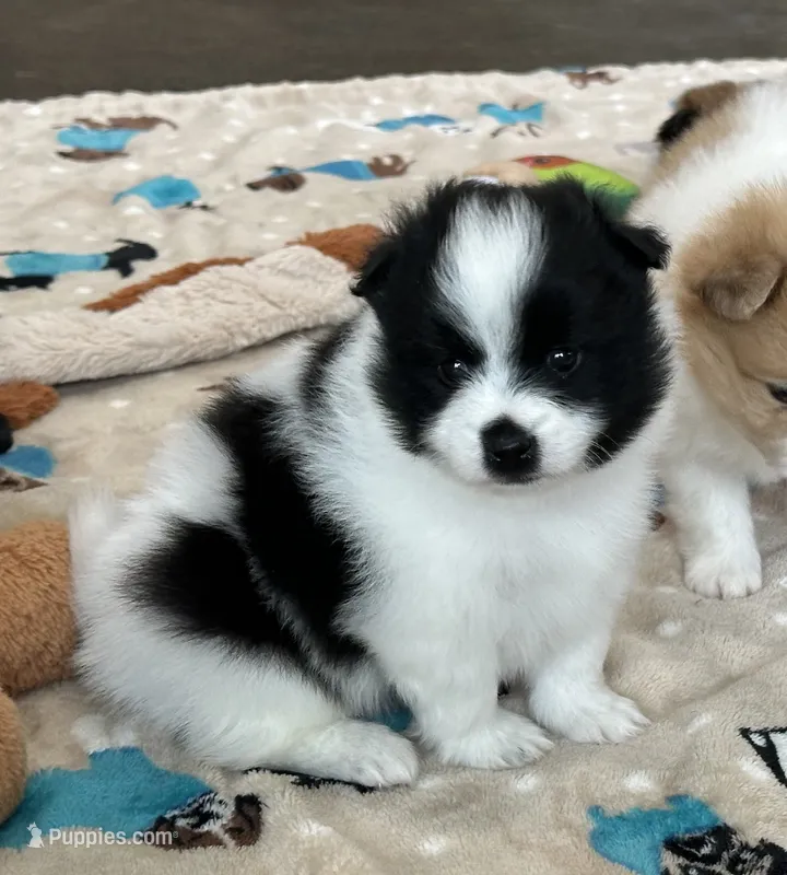 Zorro  – Pomsky puppy for sale in Stringer, MS