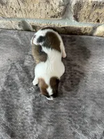 Zoe, a female Pomsky for sale in Stringer, MS – 3 of 5