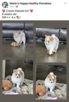 Chloe , a female Pomsky for sale in Stringer, MS – 5 of 7