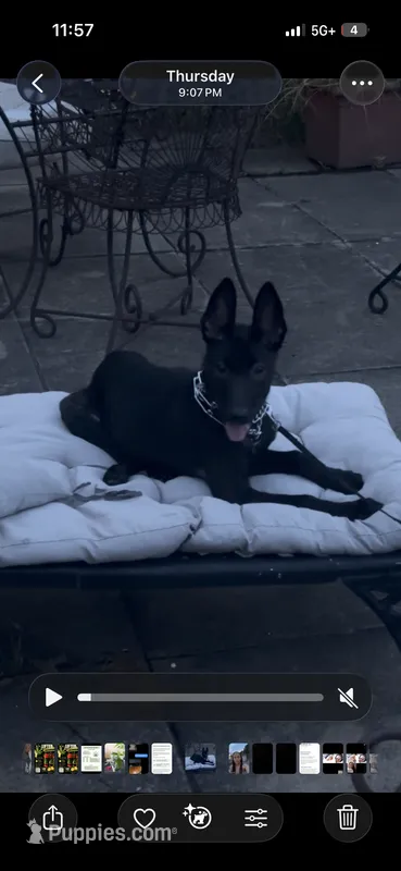 Kola – Belgian Malinois puppy for sale in Atlanta, GA