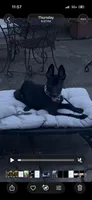 Kola, a female Belgian Malinois for sale in Atlanta, GA – 1 of 1