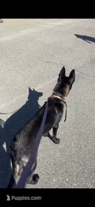 Kola  – Belgian Malinois puppy for sale in Atlanta, GA