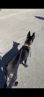 Kola , a female Belgian Malinois for sale in Atlanta, GA – 1 of 2