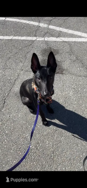 Kola  – Belgian Malinois puppy for sale in Emeryville, CA