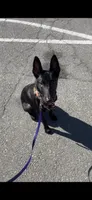 Kola , a female Belgian Malinois for sale in Atlanta, GA – 2 of 2