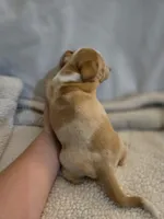 Short hair white and blonde boy, a male Dachshund for sale in Taylorsville, NC – Photo 2 of 2