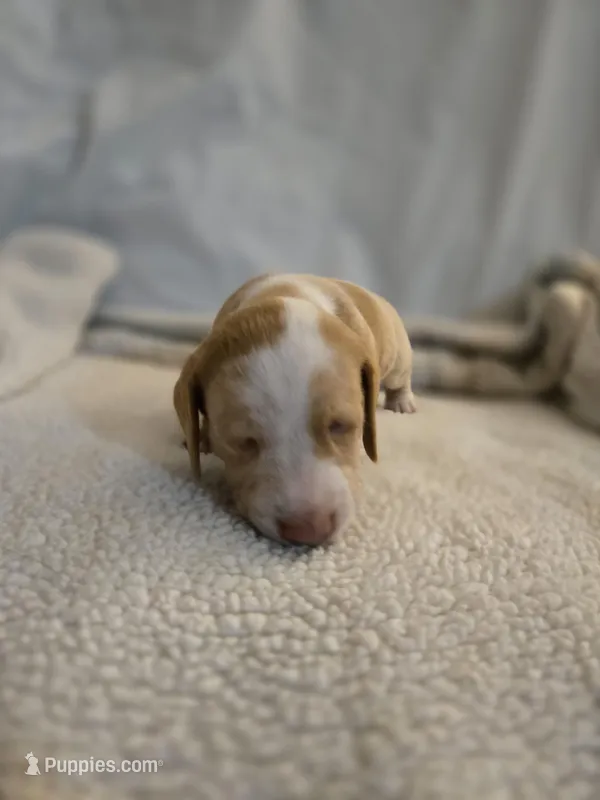 Short hair white and blonde boy – Dachshund puppy for sale in Taylorsville, NC