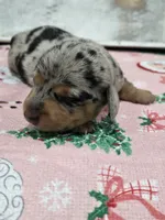Dark dapple female , a female Dachshund for sale in Taylorsville, NC – 2 of 5