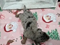 Dapple female , a female Dachshund for sale in Taylorsville, NC – 2 of 5