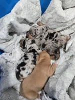 Light dapple girl, a female Dachshund for sale in Taylorsville, NC – 4 of 5