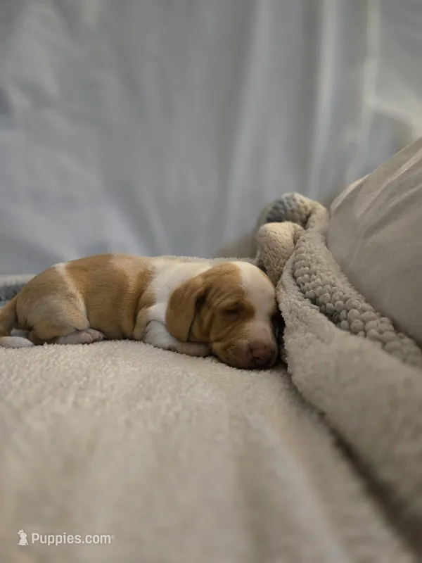 Blonde and white short hair girl  – Dachshund puppy for sale in Taylorsville, NC