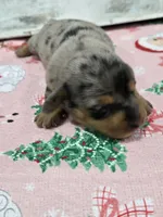 Dapple female , a female Dachshund for sale in Taylorsville, NC – 3 of 5