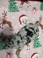 Dark dapple female , a female Dachshund for sale in Taylorsville, NC – 3 of 5