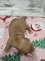 Blonde boy , a male Dachshund for sale in Taylorsville, NC – 5 of 5
