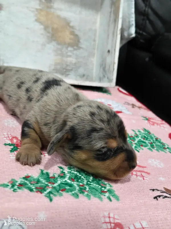 Dapple female  – Dachshund puppy for sale in Taylorsville, NC