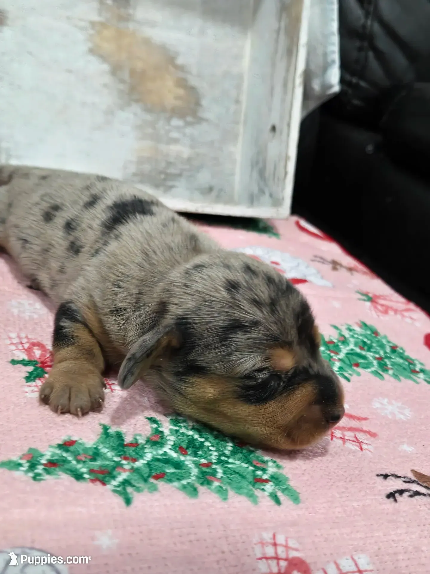 Dapple female , a female Dachshund for sale in Taylorsville, NC – 1 of 5