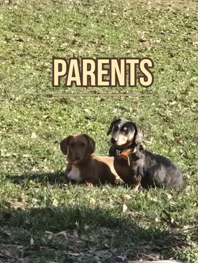 Dark dapple female , a female Dachshund for sale in Taylorsville, NC – 5 of 5