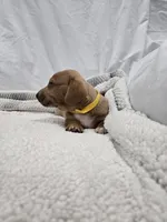  Solid Short hair Blonde Girl , a female Dachshund for sale in Taylorsville, NC – 2 of 3