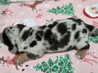 Light dapple girl, a female Dachshund for sale in Taylorsville, NC – 2 of 5