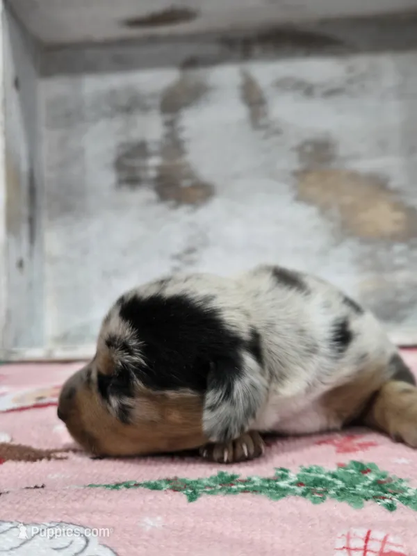 Light dapple girl – Dachshund puppy for sale in Taylorsville, NC