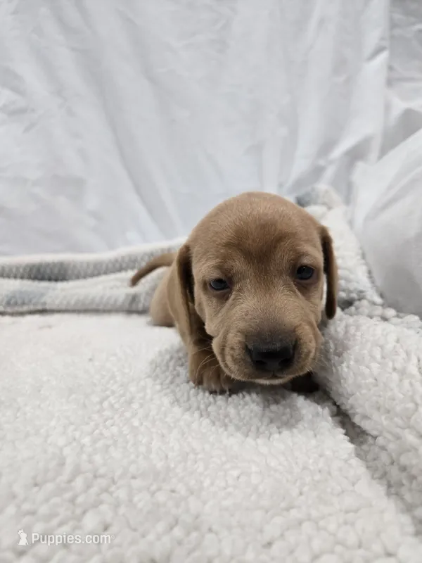  Solid Short hair Blonde Girl  – Dachshund puppy for sale in Taylorsville, NC