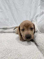  Solid Short hair Blonde Girl , a female Dachshund for sale in Taylorsville, NC – 1 of 3