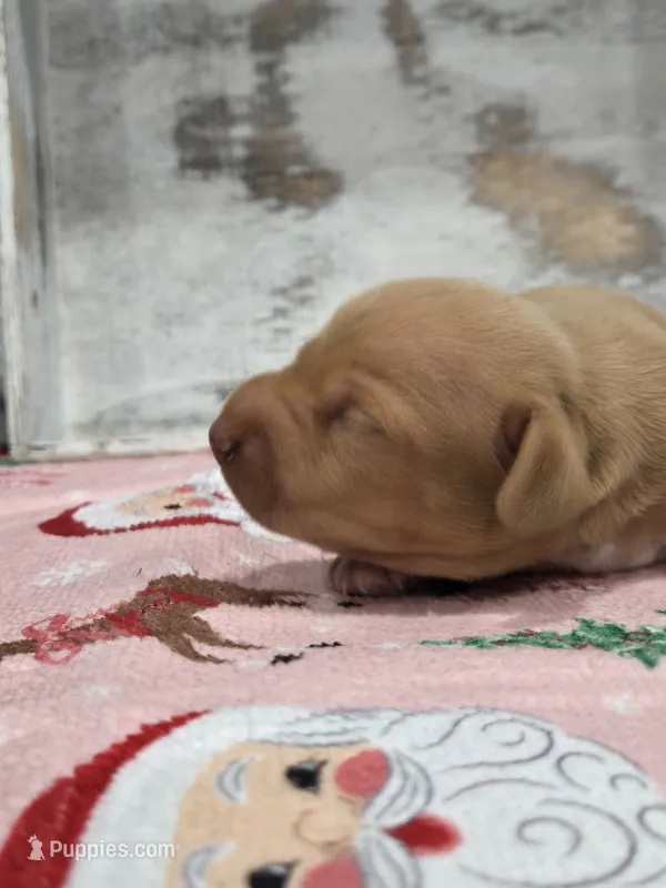 Blonde boy  – Dachshund puppy for sale in Taylorsville, NC