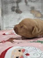 Blonde boy , a male Dachshund for sale in Taylorsville, NC – 1 of 5