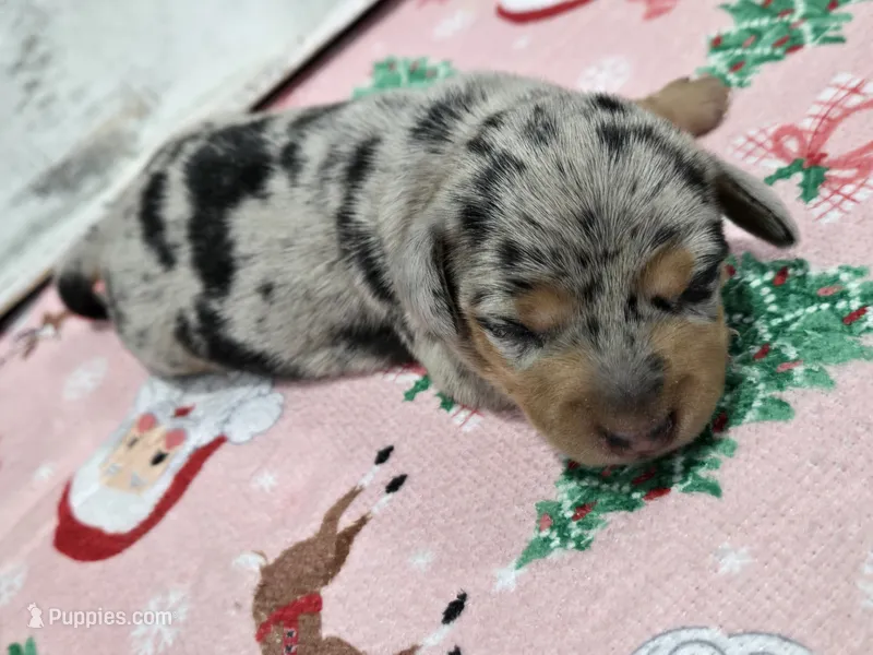 Dark dapple female  – Dachshund puppy for sale in Taylorsville, NC
