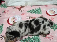 Light dapple girl, a female Dachshund for sale in Taylorsville, NC – 3 of 5