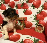 Sugar baby, a female Yorkshire Terrier for sale in Jacksonville, FL – 5 of 6