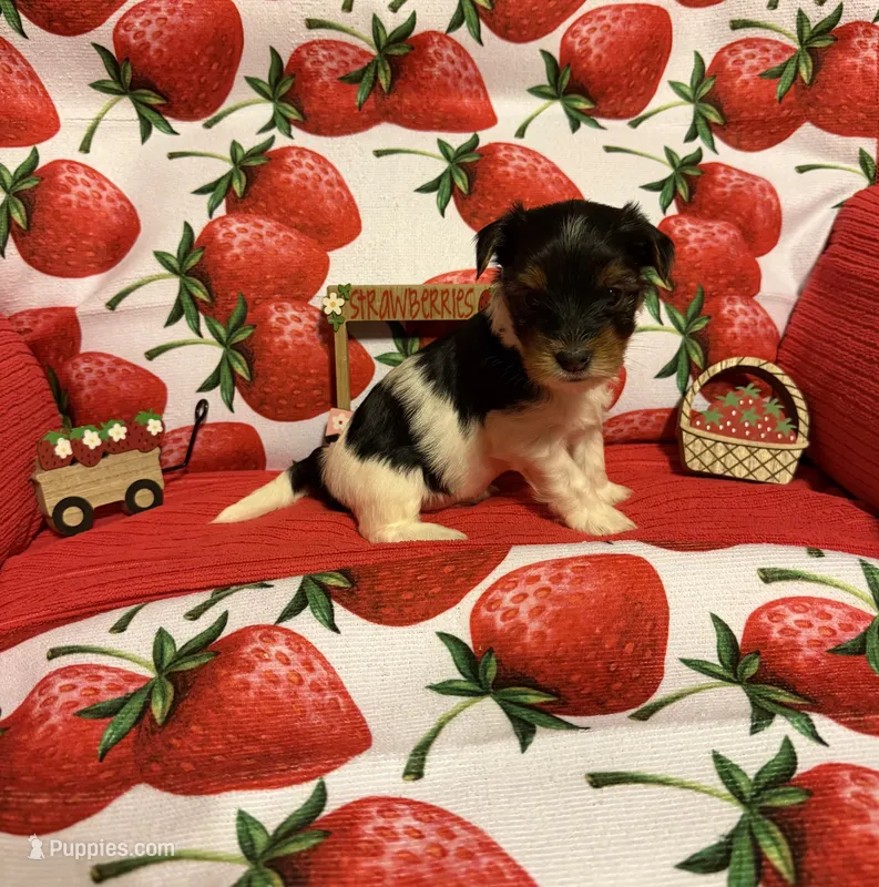 Sugar baby – Yorkshire Terrier puppy for sale in Jacksonville, FL
