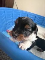 Sugar baby, a female Yorkshire Terrier for sale in Jacksonville, FL – 2 of 6