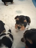 Sugar baby, a female Yorkshire Terrier for sale in Jacksonville, FL – 3 of 6
