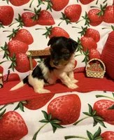 Sugar baby, a female Yorkshire Terrier for sale in Jacksonville, FL – 6 of 6