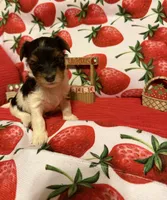 Sugar baby, a female Yorkshire Terrier for sale in Jacksonville, FL – 4 of 6
