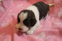 Peyton bench, a female English Springer Spaniel for sale in Evansville, IN – Photo 4 of 4