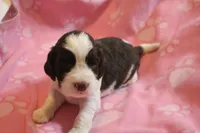 Peyton bench, a female English Springer Spaniel for sale in Evansville, IN – Photo 3 of 4