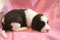 Peyton bench, a female English Springer Spaniel for sale in Evansville, IN – Photo 1 of 4