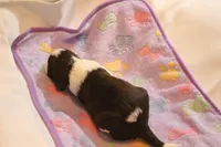 Oliver bench, a male English Springer Spaniel for sale in Evansville, IN – Photo 3 of 4