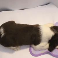 Oliver bench, a male English Springer Spaniel for sale in Evansville, IN – Photo 4 of 4