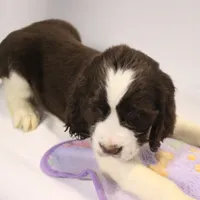 Oliver bench, a male English Springer Spaniel for sale in Evansville, IN – Photo 3 of 4