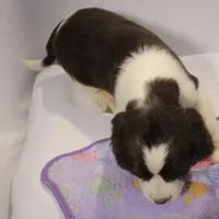 Oliver bench, a male English Springer Spaniel for sale in Evansville, IN – Photo 2 of 4