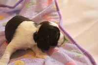 Oliver bench, a male English Springer Spaniel for sale in Evansville, IN – Photo 1 of 4