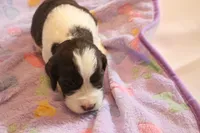 Oliver bench, a male English Springer Spaniel for sale in Evansville, IN – Photo 2 of 4