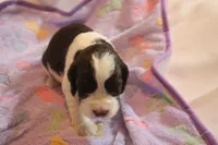 Oliver bench, a male English Springer Spaniel for sale in Evansville, IN – Photo 4 of 4