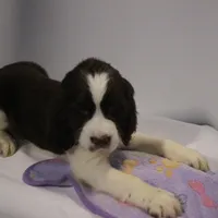 Oliver bench, a male English Springer Spaniel for sale in Evansville, IN – Photo 1 of 4