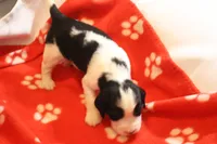 Stormie bench, a female English Springer Spaniel for sale in Evansville, IN – Photo 3 of 3